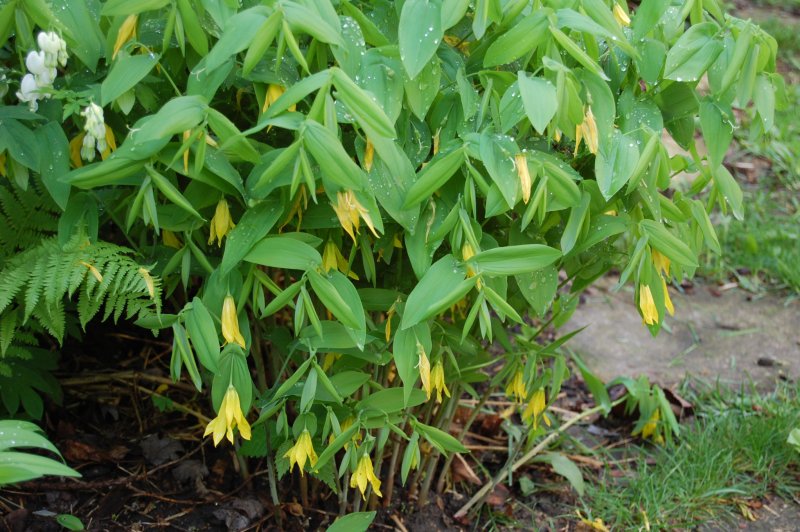 Gymnospermium albertii