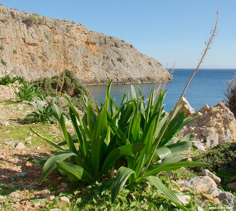 Морской лук Drímia marítima