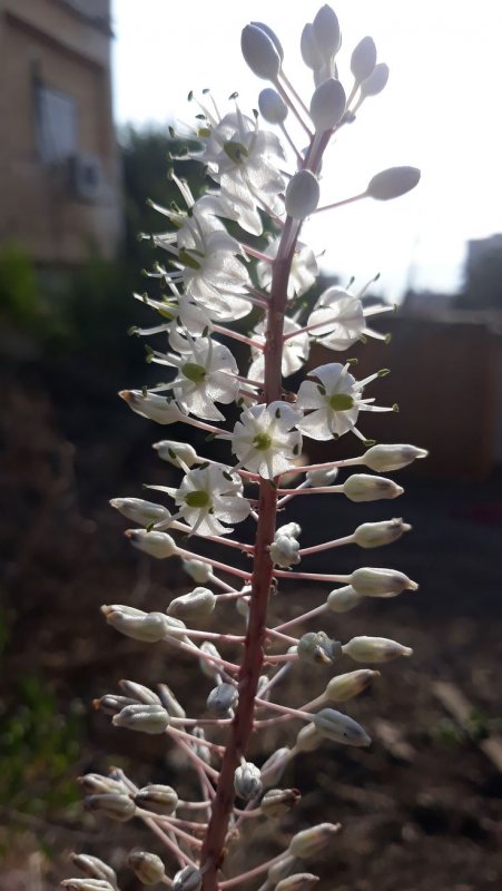 Scilla maritima — Сцилла — морской лук