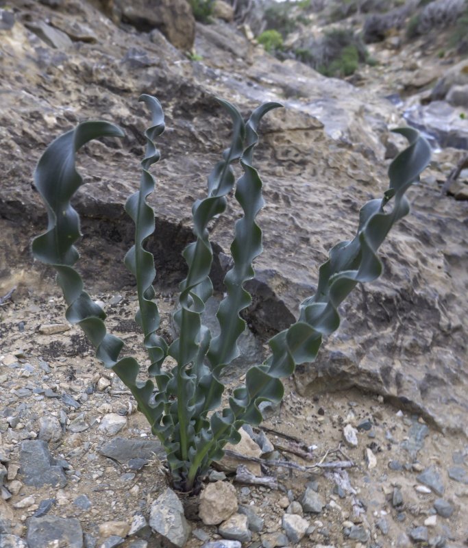 Drimia pusilla-Renniekop