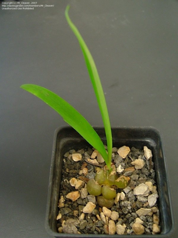 Drimia aphylla