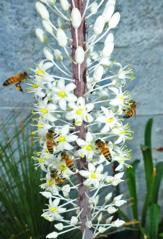 CIA maritima
