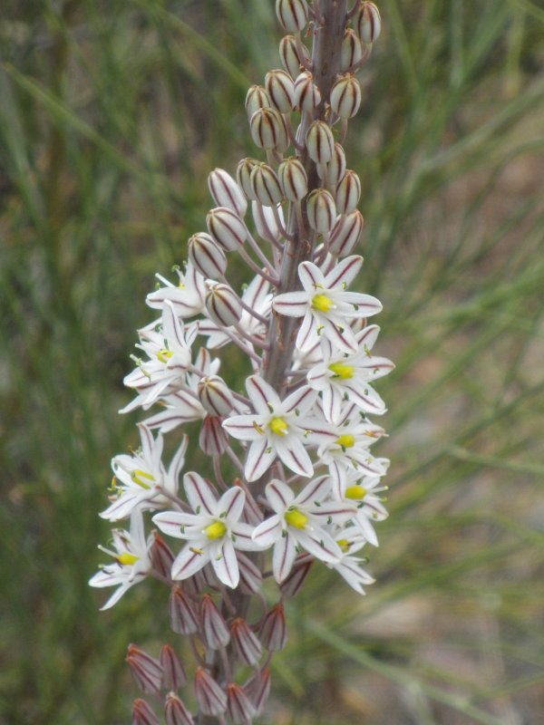 Urginea epigea (Drimia)