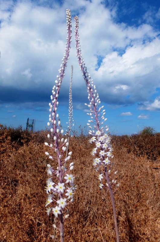 Ургинея морской лук