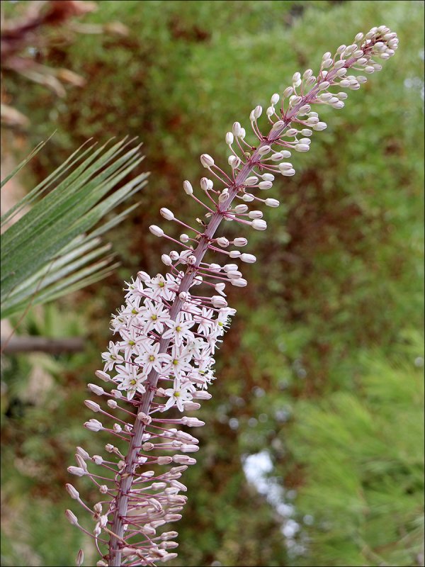 Сцилла суккулент