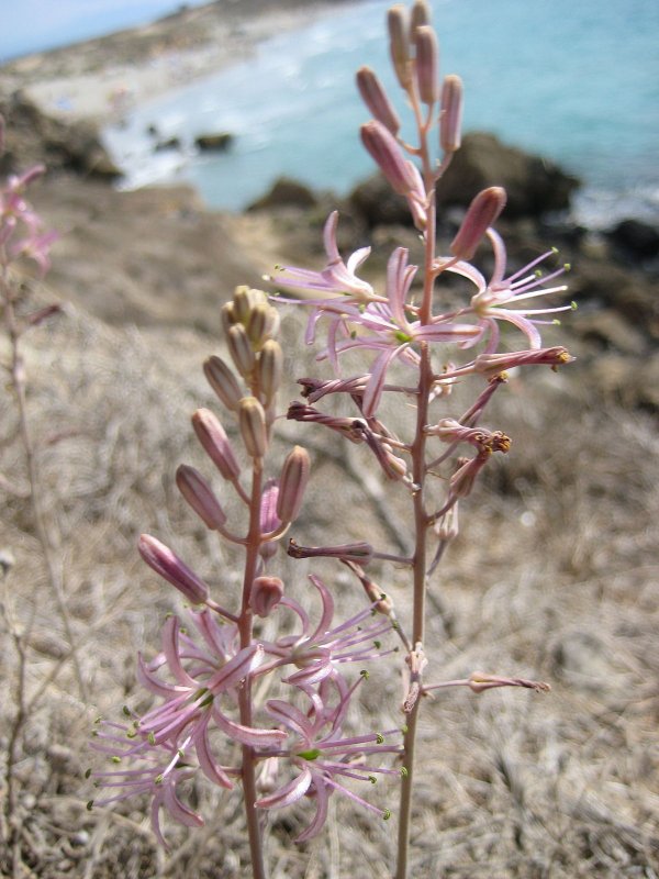Drimia aphylla