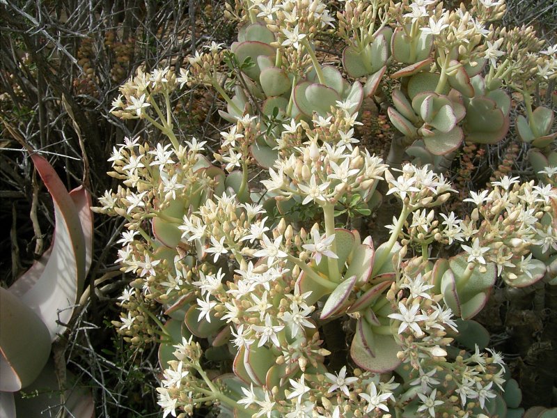 Aloe haworthioides