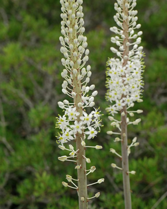 Ургинея морской лук