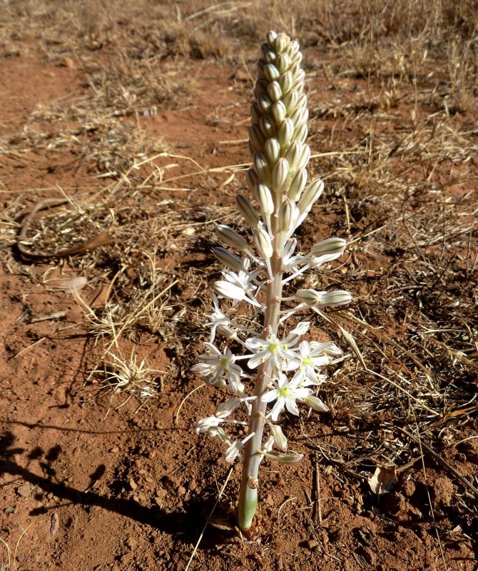 Drimia osmynella
