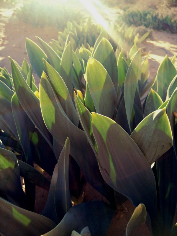 Drimia spec
