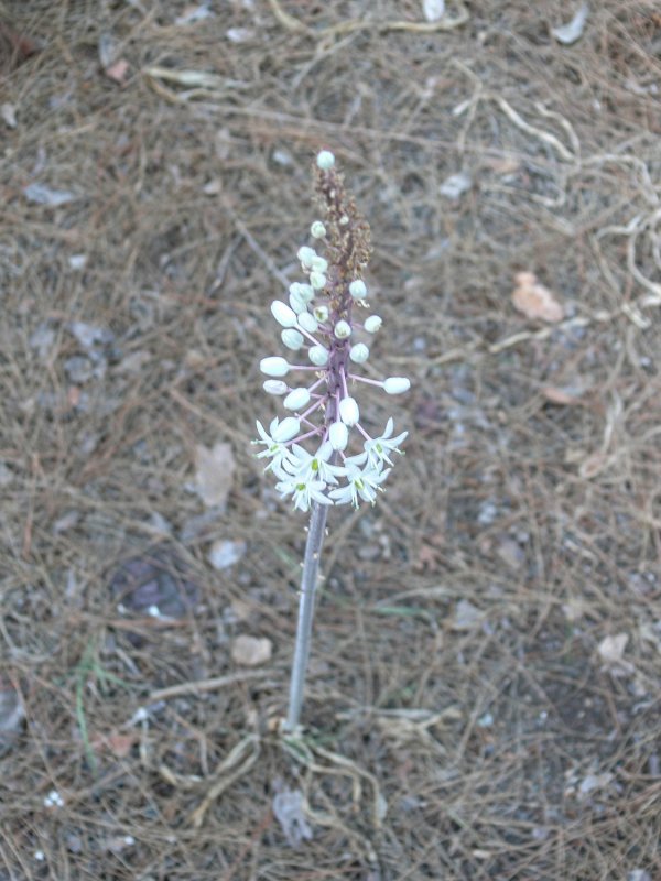 Linanthastrum nuttallii