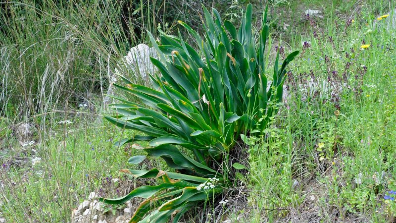 Drimia maritima