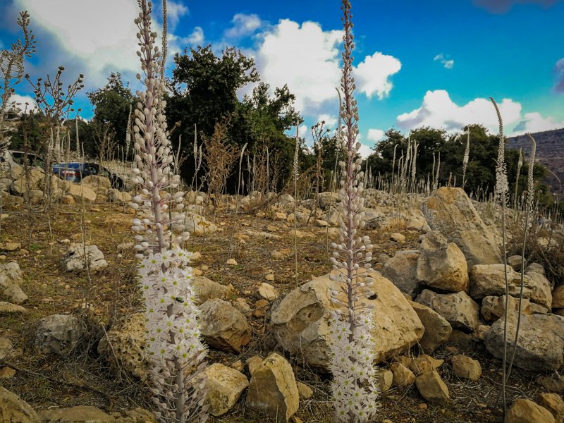 Scilla maritima цветок
