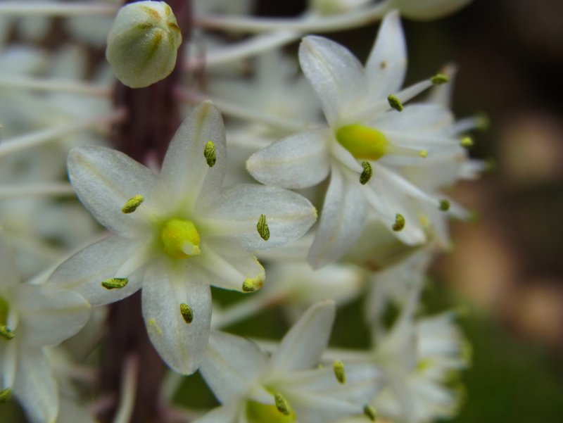 Drimia maritima