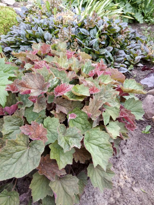 Астильба Fireberry