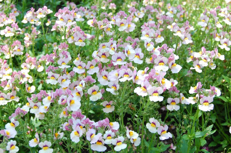 Немезия Sunsatia Plus