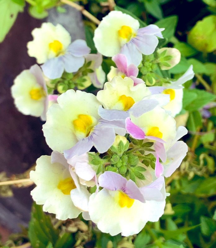 Немезия sun2 White-Yellow bicolor