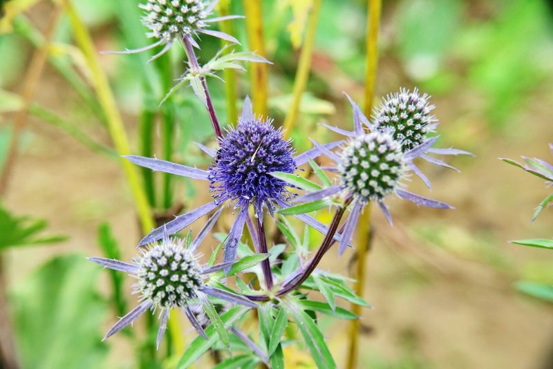 Синеголовник Альпийский Eryngium