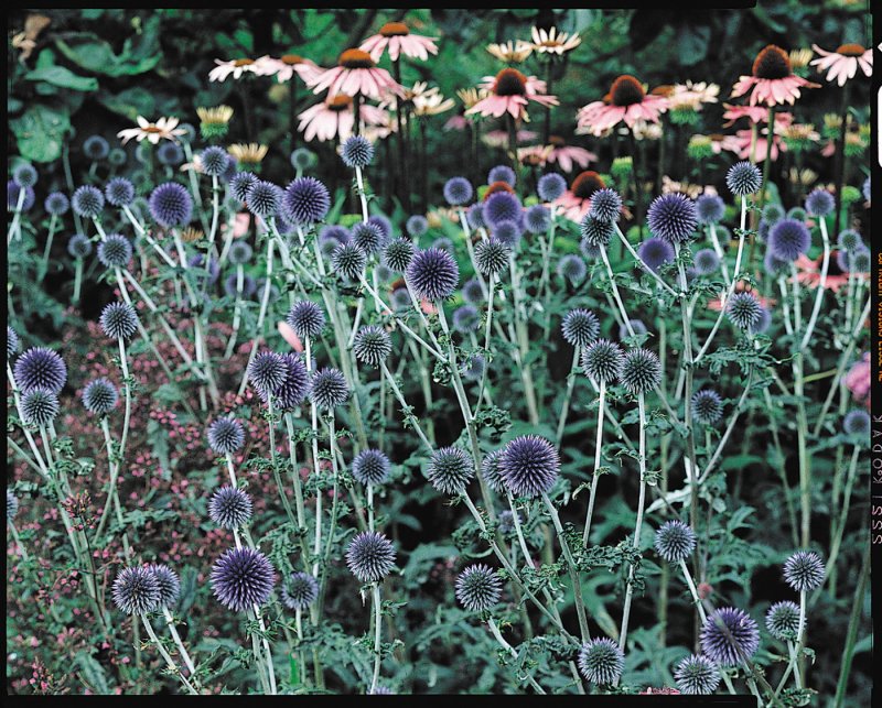 Синеголовник (Eryngium) Вильмотт