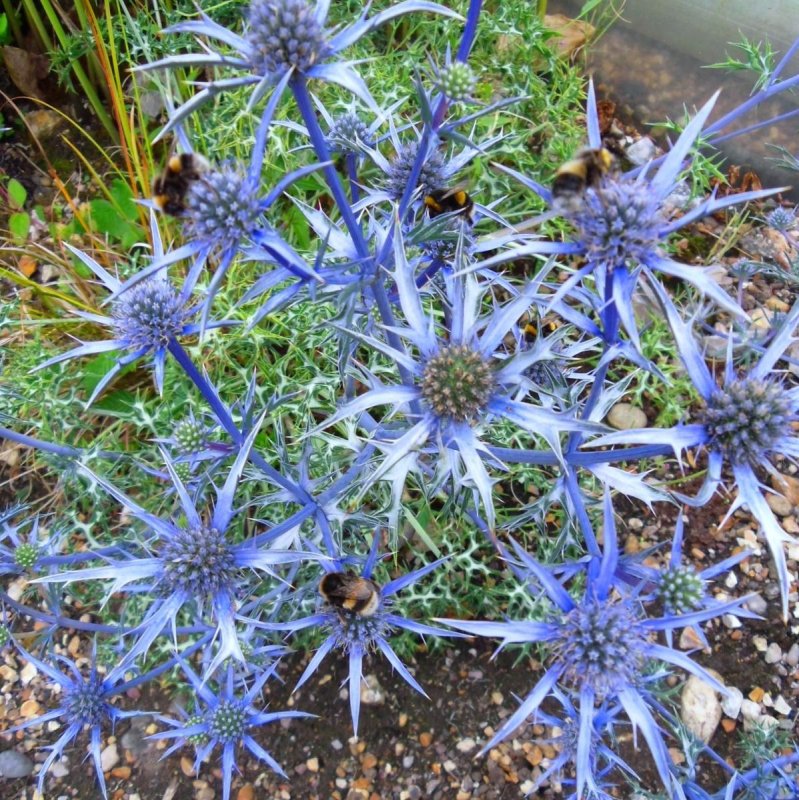 Eryngium armatum