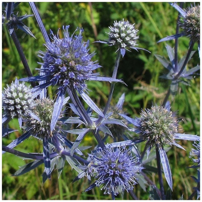 Синеголовник плосколистный Eryngium Planum
