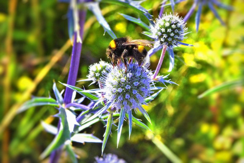 Синеголовник (Eryngium)
