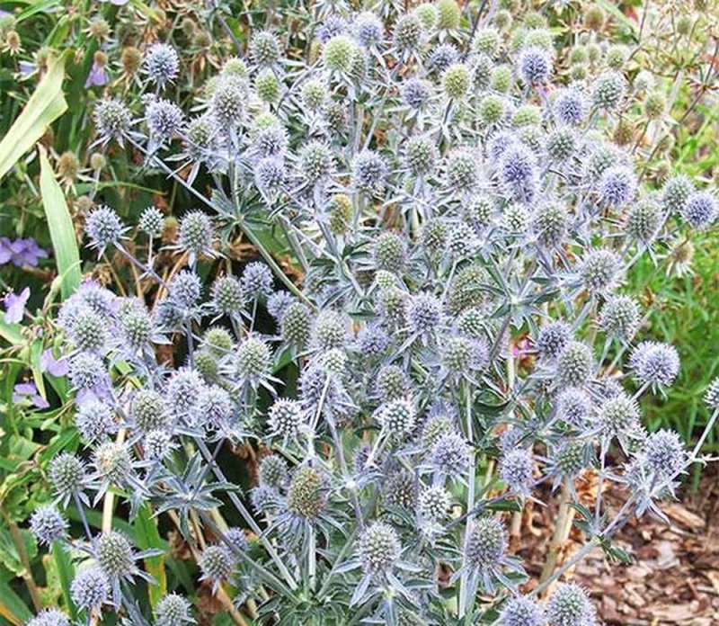 Эрингиум 'blaukappe' (Eryngium Planum