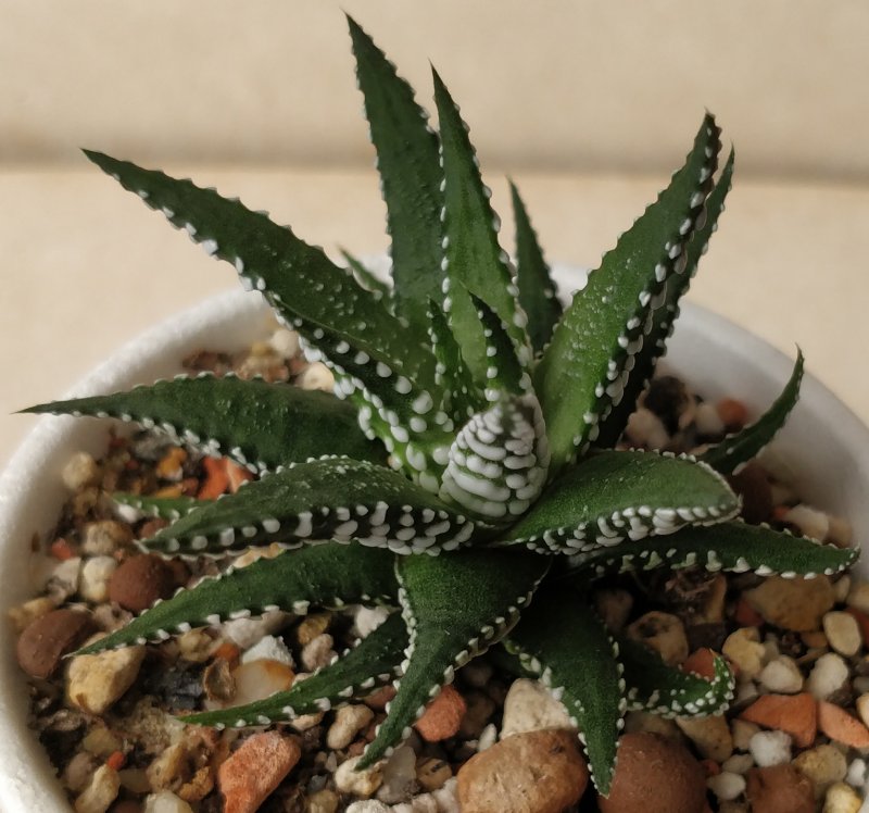 Haworthia parksiana
