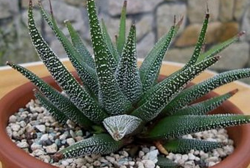 Haworthia attenuata (78 фото)