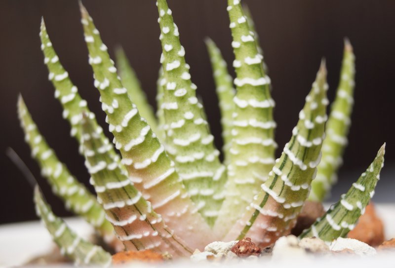 Haworthia attenuata 'Hakucho'