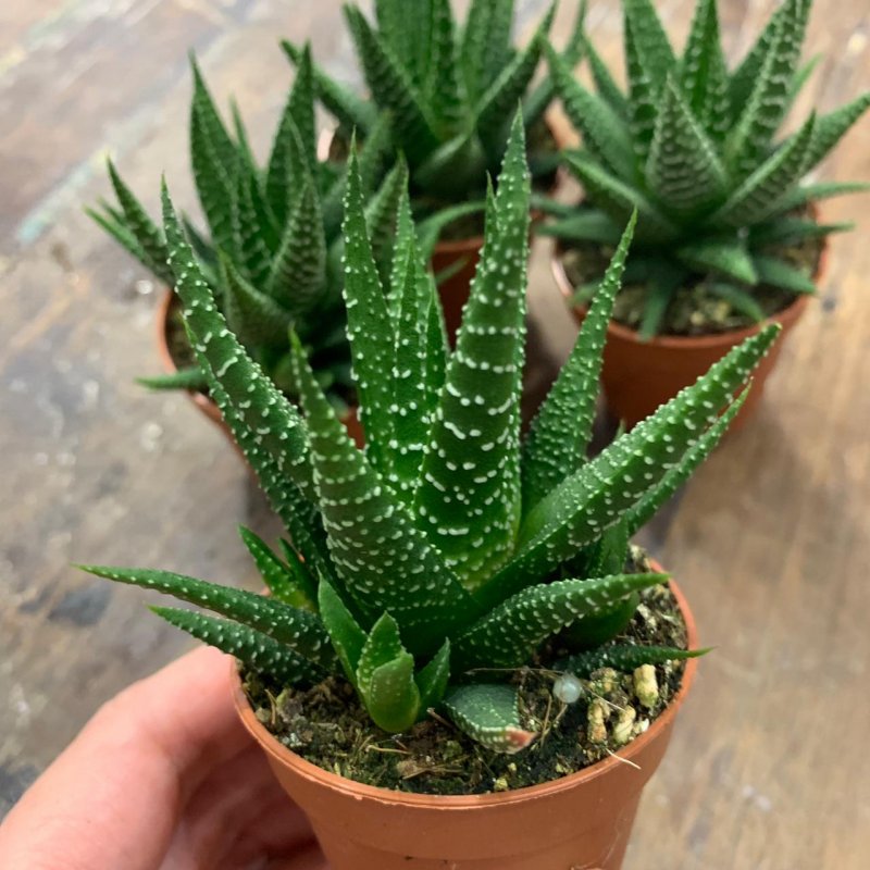 Хавортия оттянутая/Haworthia attenuata