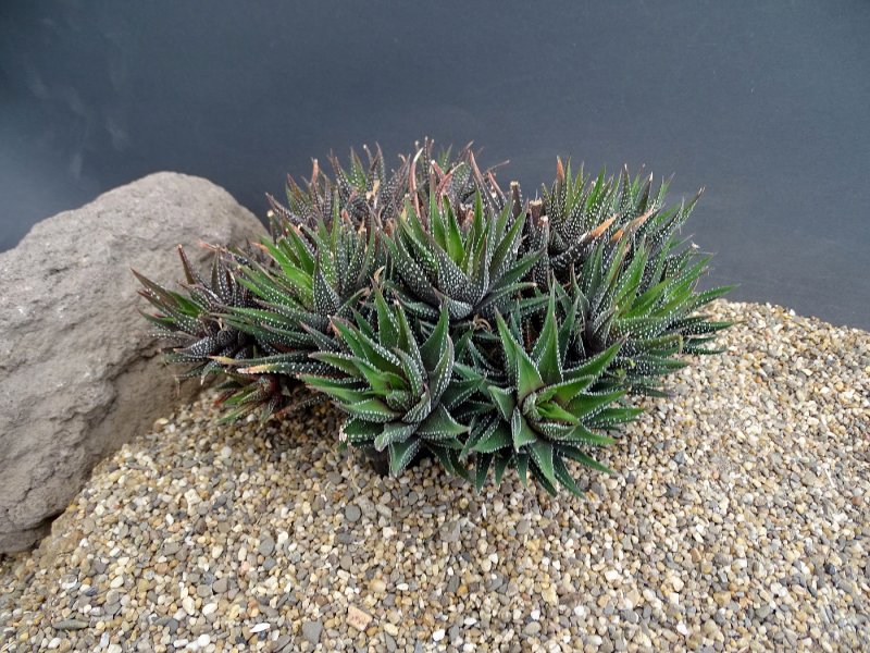 Haworthia attenuata Tanba