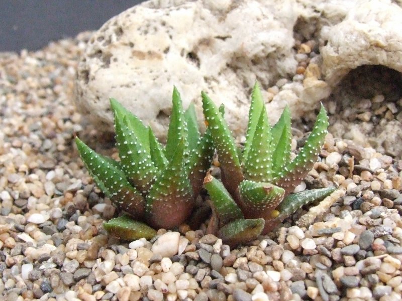 Хавортия аттенуата (h. attenuata)