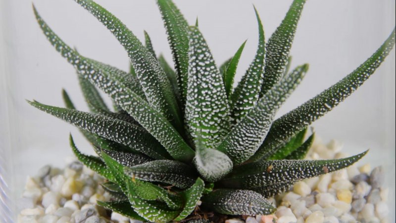Хавортия полосатая (Haworthia fasciata)