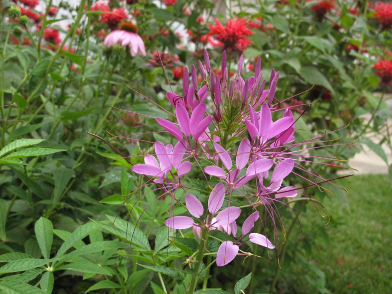Клеома «giant Pink Queen»,