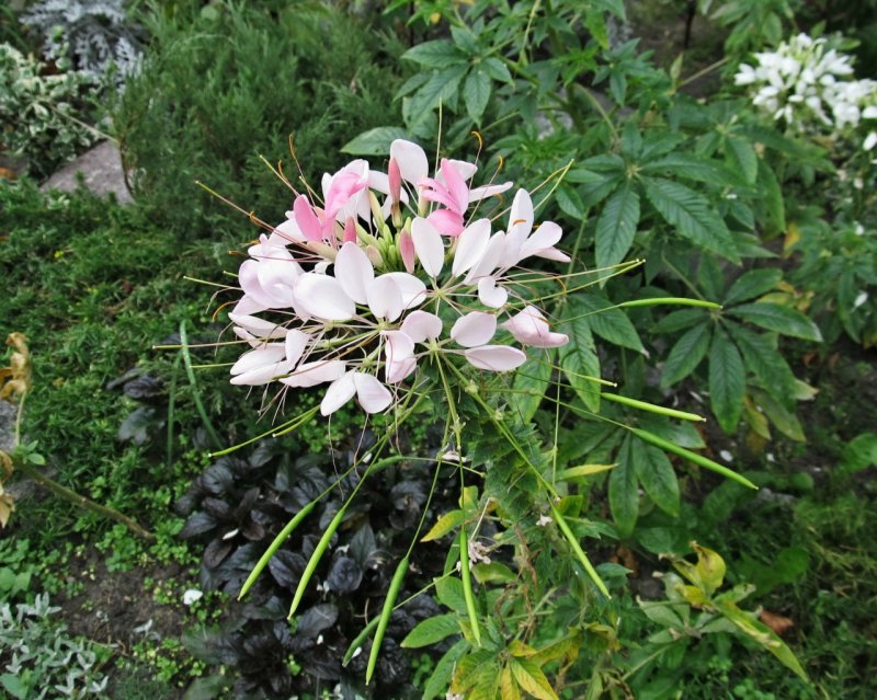 Клеома колючая Cleome spinosa