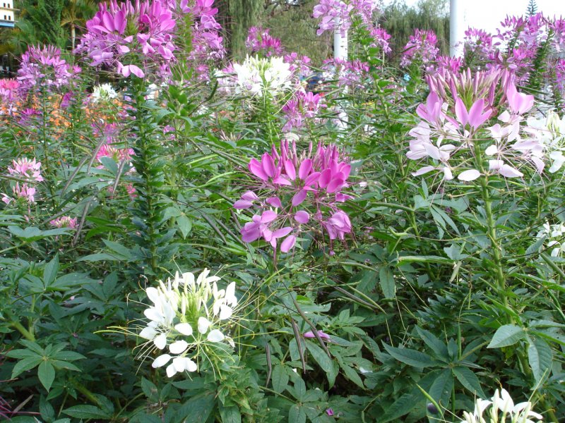 Cleome hassleriana (spinosa) Kleio Lilac