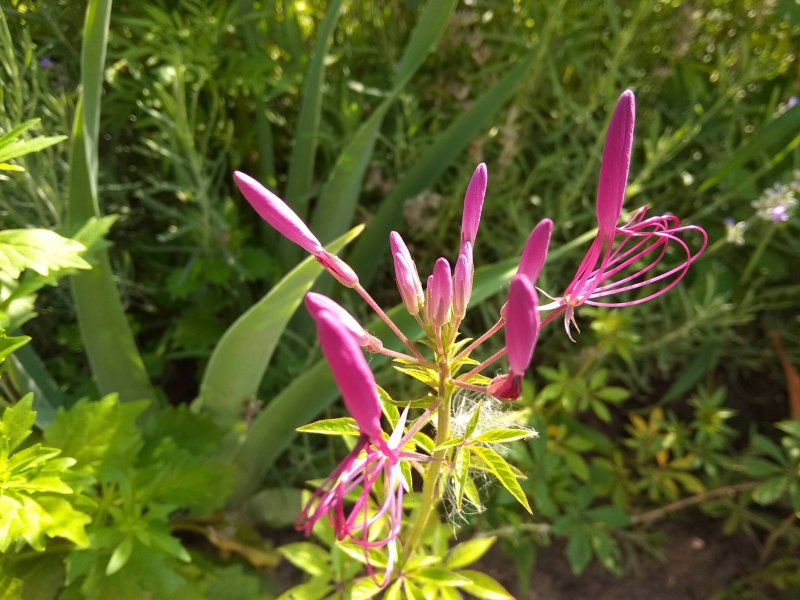Cleome hassleriana
