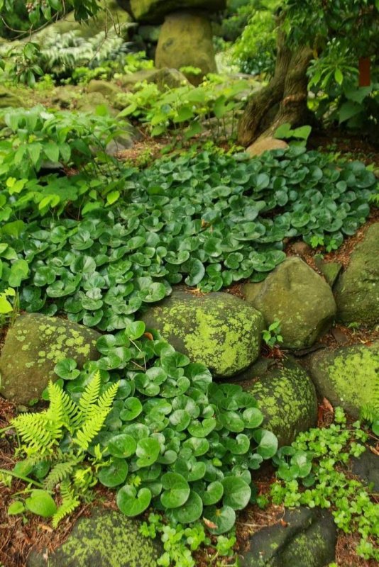 Копытень Европейский Asarum europaeum