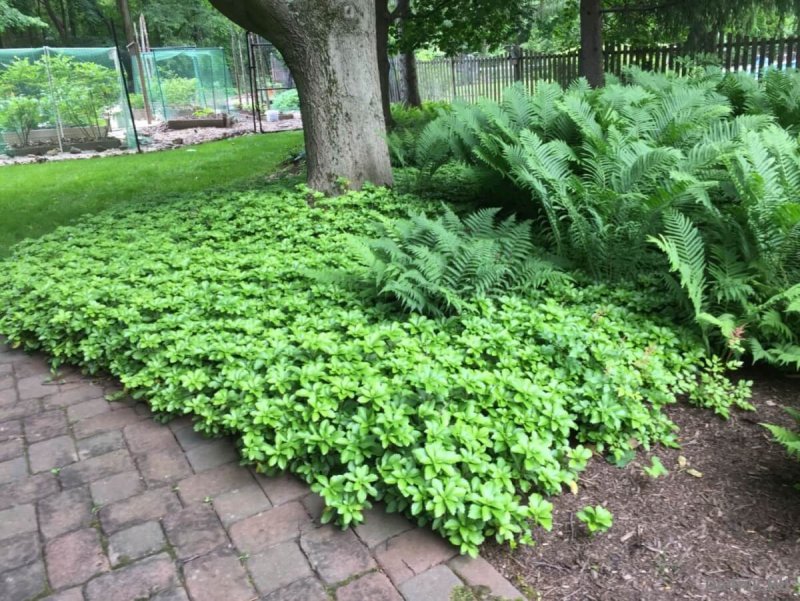 Пахизандра верхушечная ( Pachysandra terminalis)