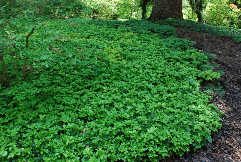 Пахизандра верхушечная Green Carpet