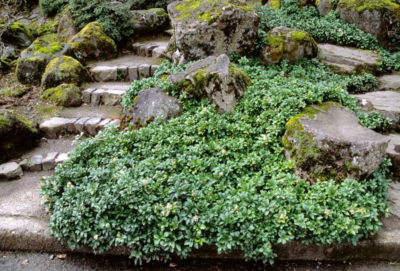 Пахизандра верхушечная Green Carpet