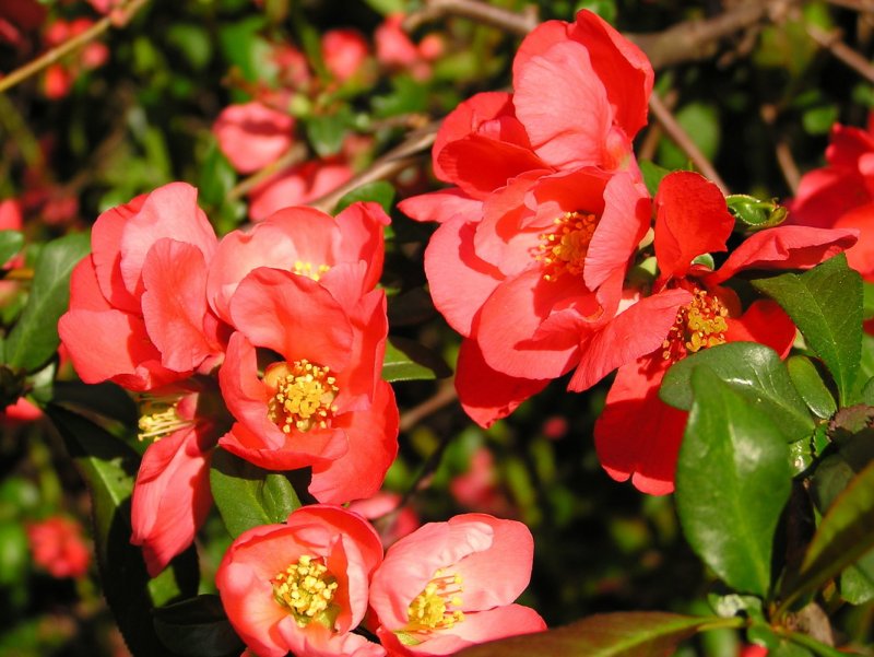 Chaenomeles japonica (хеномелес)