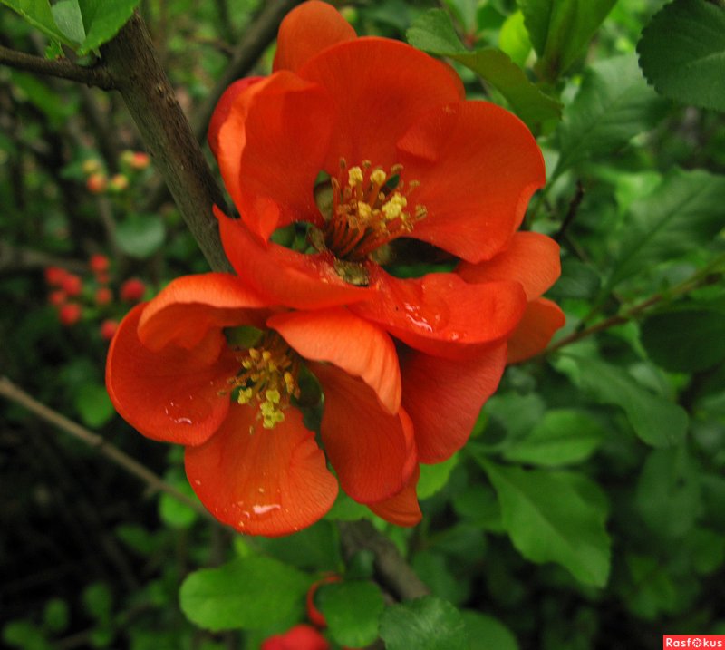 Chaenomeles japonica куст