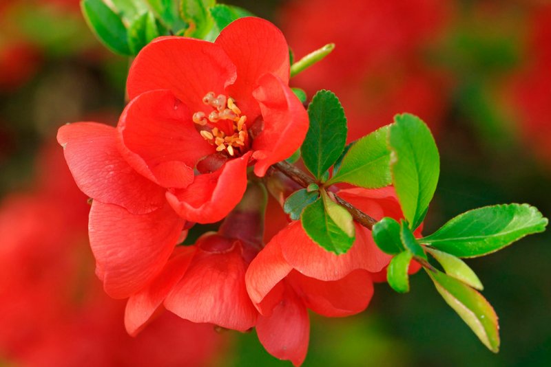 Хеномелес японский (Chaenomeles)