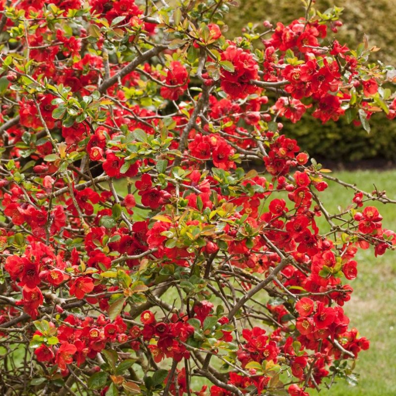 Хеномелес (Chaenomeles superba) Николин