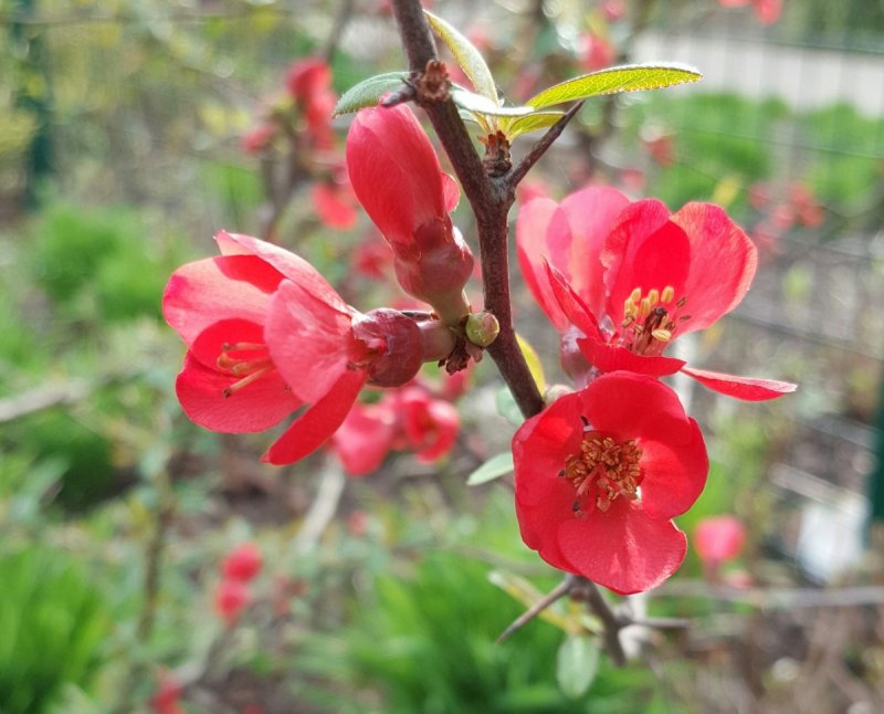 Chaenomeles speciosa