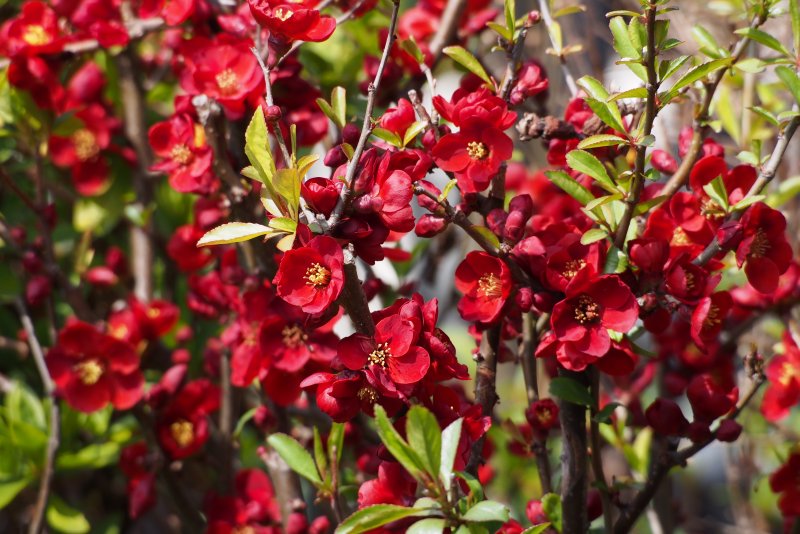 Chaenomeles speciosa simonii