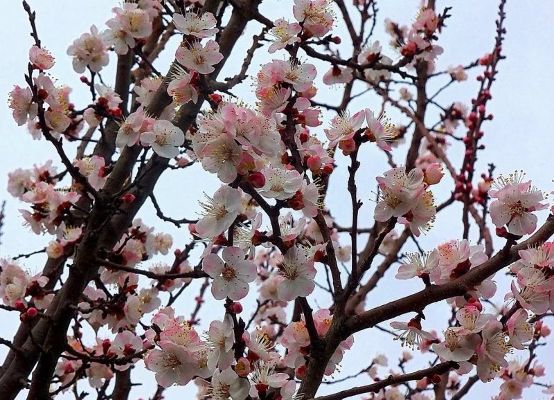 Prunus armeniaca mandshurica