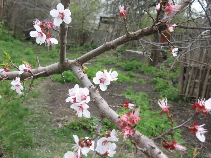 Prunus armeniaca mandshurica